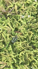 Pseudanomodon attenuatus