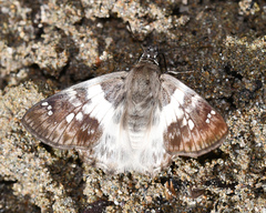 Polyctor polyctor polyctor