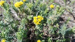 Oedera genistifolia