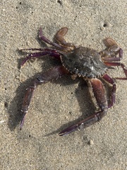 Achelous xantusii