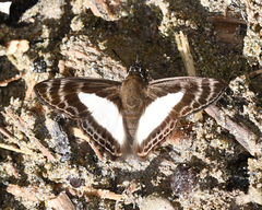 Sophista aristoteles