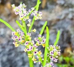 Carmichaelia australis