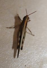 Aiolopus thalassinus