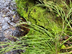 Carmichaelia australis