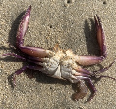 Achelous xantusii