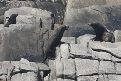 Arctocephalus