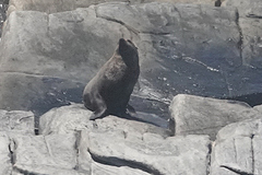 Otariidae