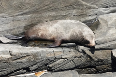 Arctocephalus