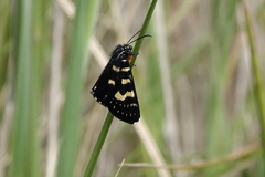 Phalaenoides tristifica