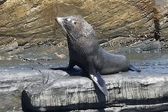 Arctocephalus