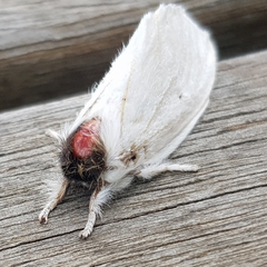 Trichiocercus sparshalli