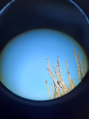 Icterus icterus