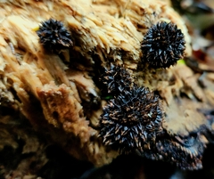 Lycoperdon compactum