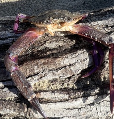 Achelous xantusii