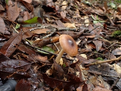Amanita sororcula