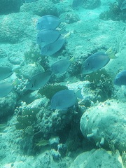 Acanthurus
