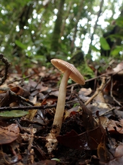 Amanita sororcula