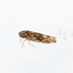 Erythroneura