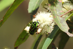 Eupoecila australasiae