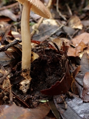 Amanita sororcula