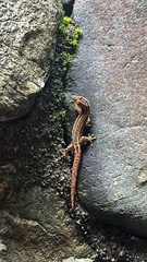 Sphaerodactylus graptolaemus