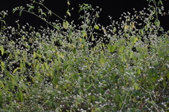 Alternanthera ficoidea