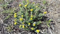 Oedera genistifolia
