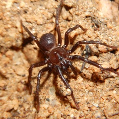 Hebestatis theveneti