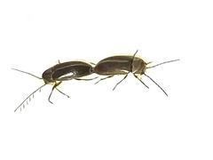 Ptilodactylidae