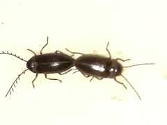 Ptilodactylidae