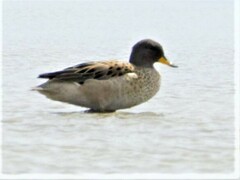 Anas flavirostris oxyptera