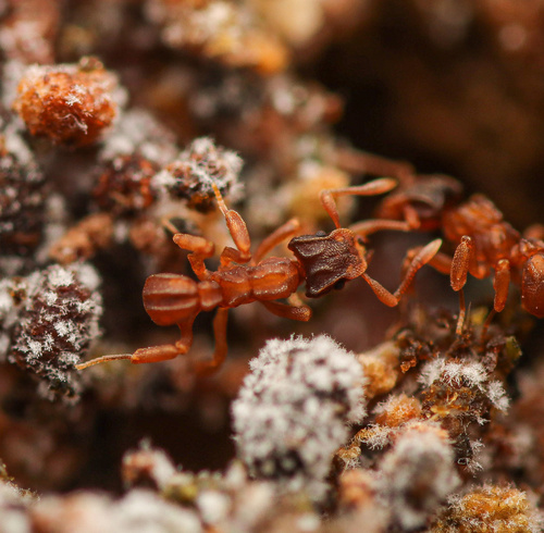Cyphomyrmex costatus