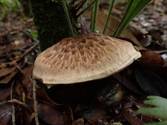 Matsutake