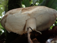 Matsutake