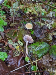 Stropharia ambigua