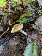 Stropharia ambigua