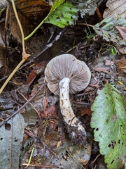 Stropharia ambigua