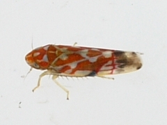 Erythroneura