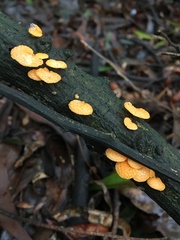 Favolaschia calocera