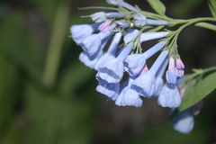 Mertensia virginica