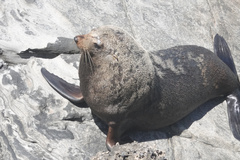 Arctocephalus