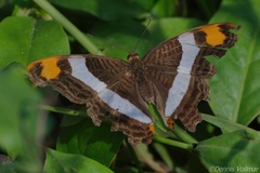 Adelpha fessonia