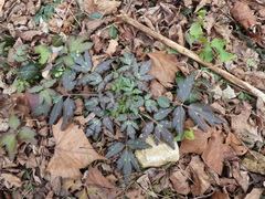 Phacelia bipinnatifida