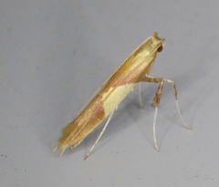 Caloptilia packardella