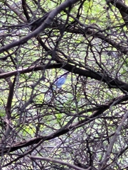 Patagioenas squamosa