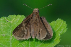 Cymaenes trebius