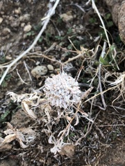 Monardella odoratissima