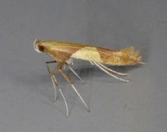 Caloptilia packardella