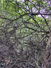 Patagioenas squamosa