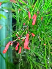 Russelia equisetiformis